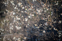 梅が咲いてた　白