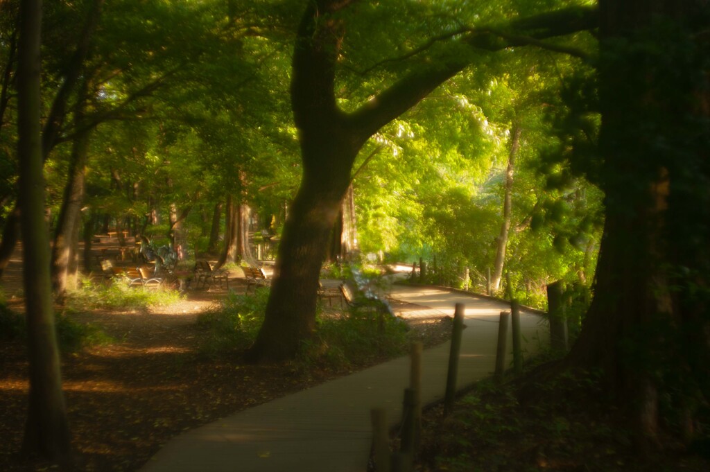 ほどよい初秋の光　オールドレンズ