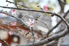 冬桜