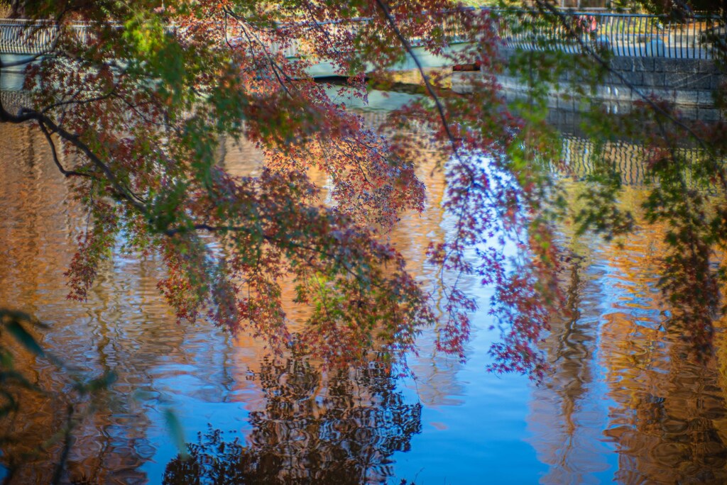 井の頭公園の紅葉