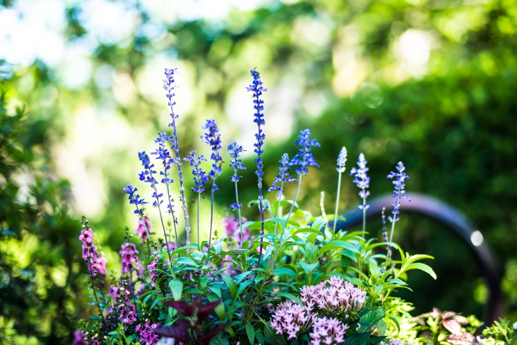 花　ハイキー気味に