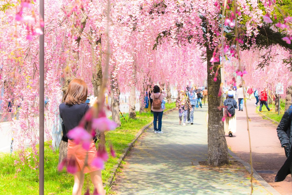 福島県喜多方の枝垂桜並木