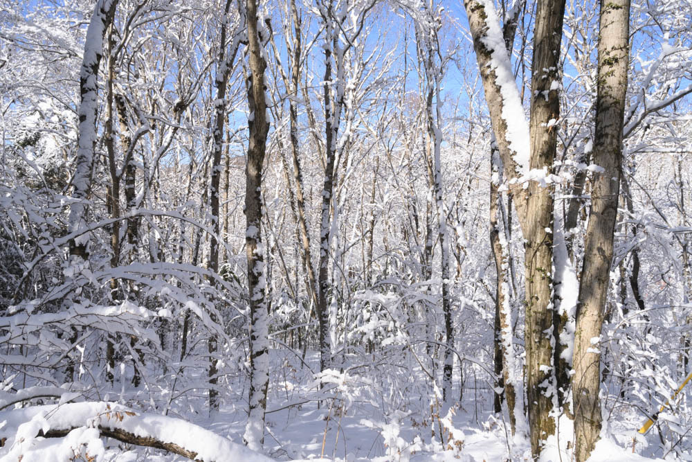 山中湖畔の林の雪
