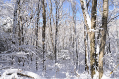 山中湖畔の林の雪