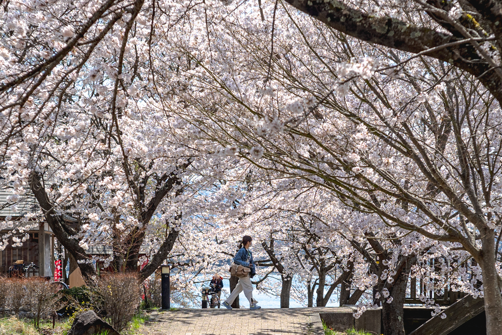 去年の桜　河口湖