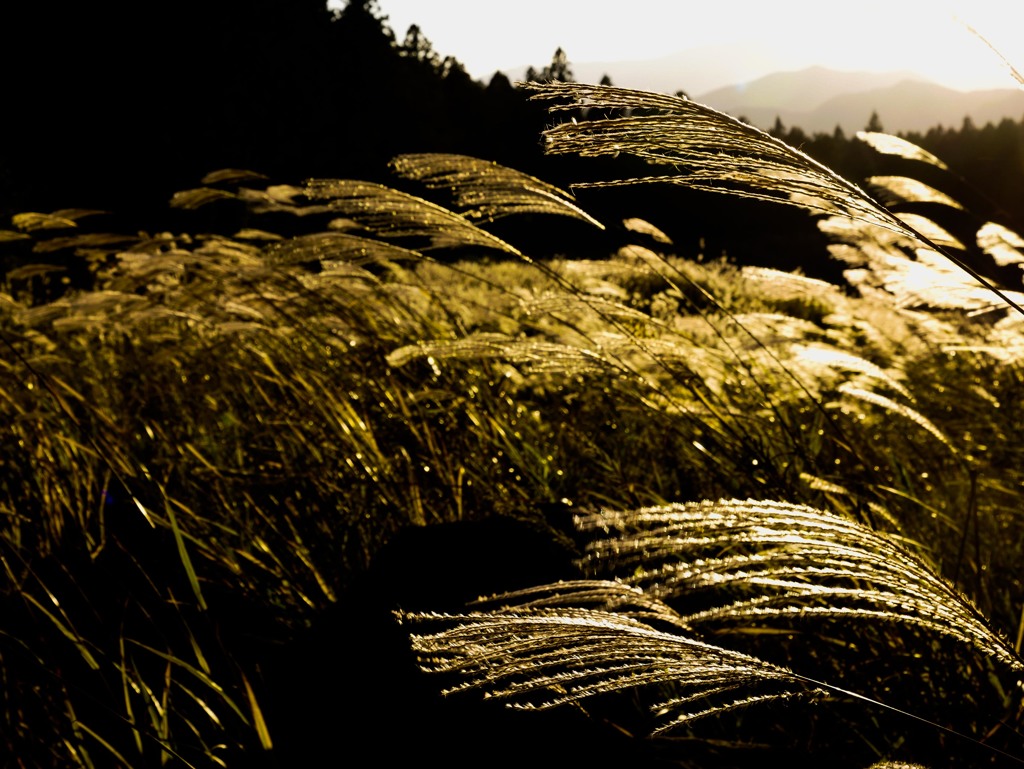 なびくススキ