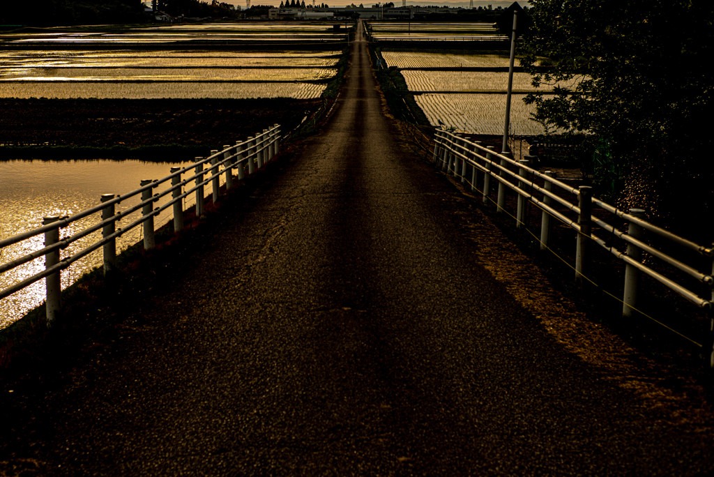 まっすぐな道　逆光
