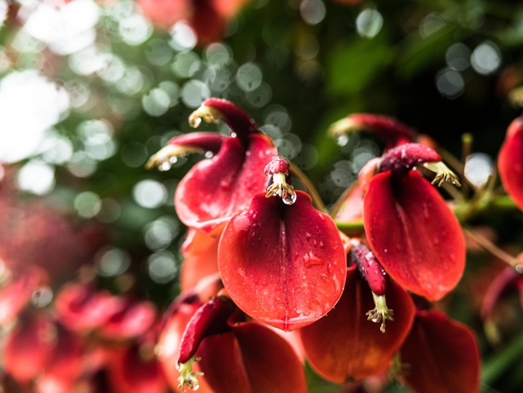 赤い花（アメリカでいご）