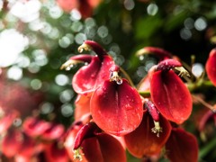 赤い花（アメリカでいご）