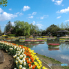 富山（砺波）のチューリップ公園（池）