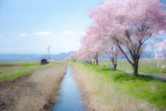 小川の春