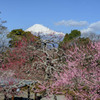 梅日和