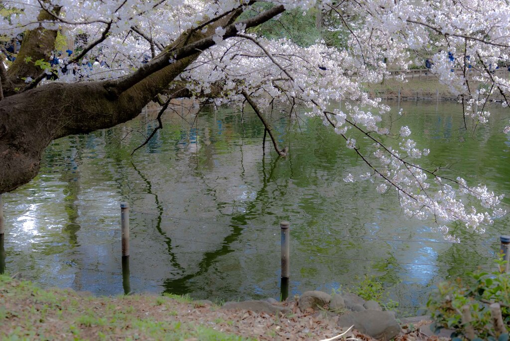 桜　井の頭公園