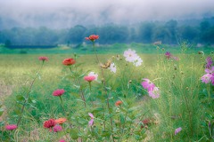 白馬村　秋桜