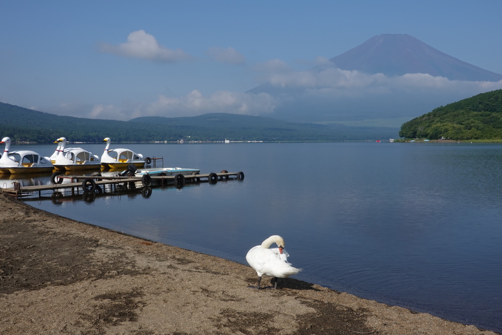 白鳥（たぶん）と富士山