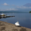 白鳥（たぶん）と富士山