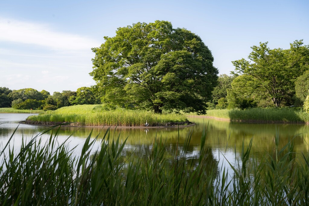 来てよかった　昭和記念公園