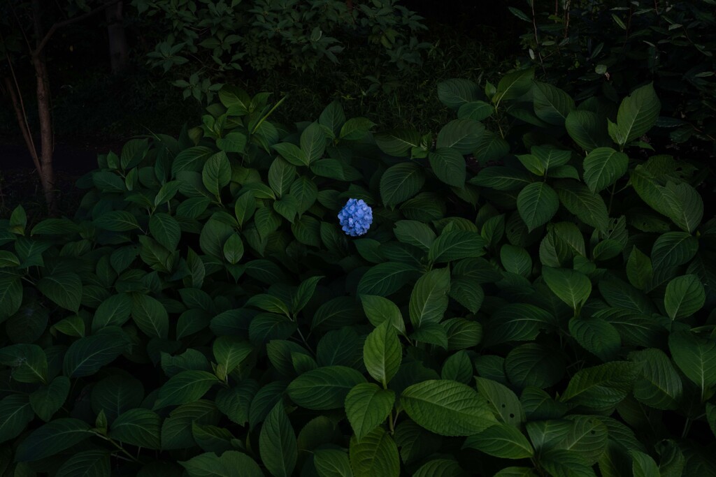 独りぼっちになってしまった