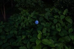 独りぼっちになってしまった