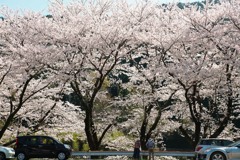 静岡県　奥山の背の高い桜