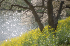 千鳥ヶ淵　菜の花