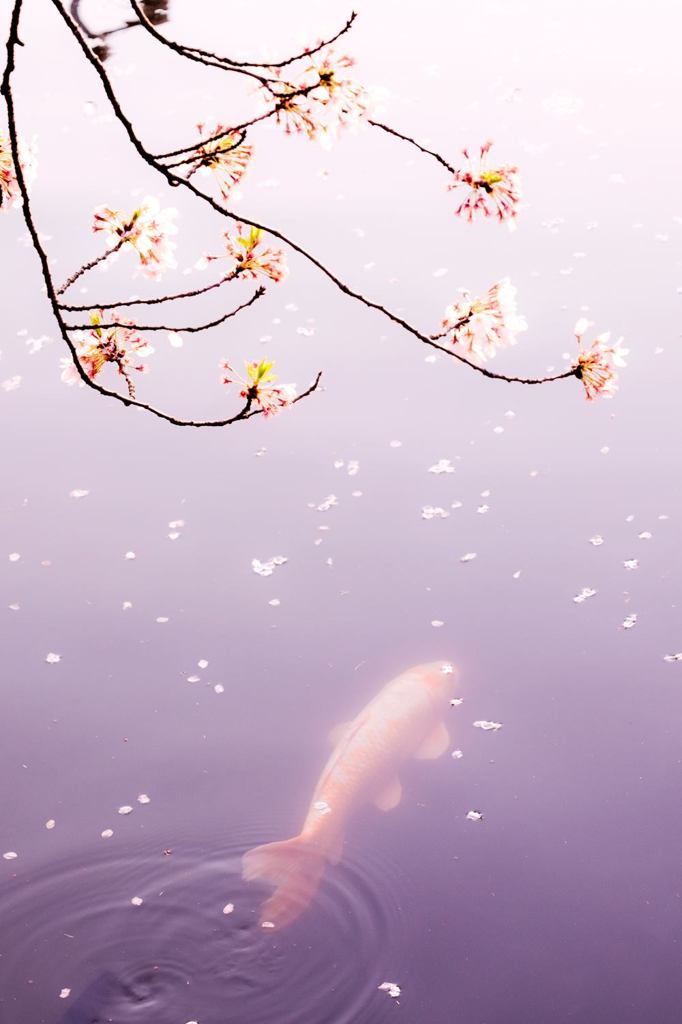 散るも良し・・