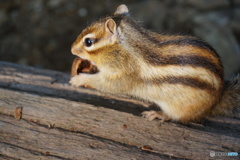 食事に夢中