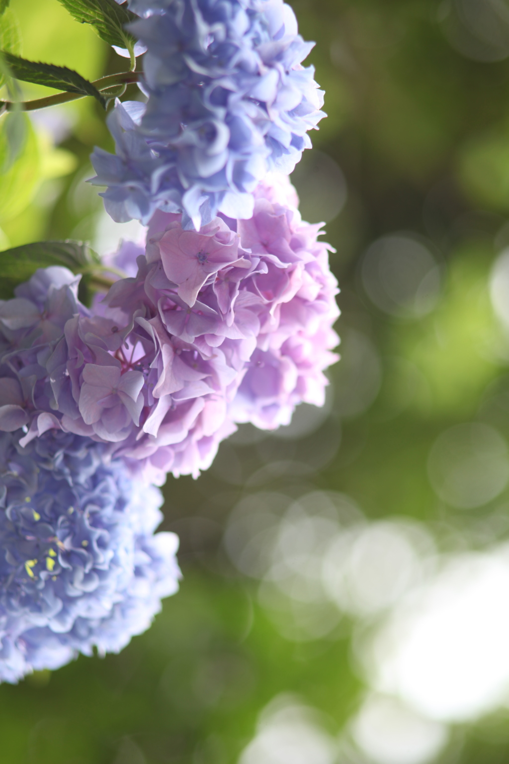紫陽花