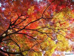 紅葉狩り