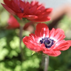 Anemone sono2