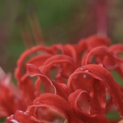 Higannbana sono1