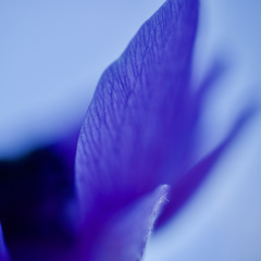 Anemone
