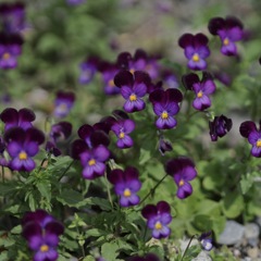 Sumire