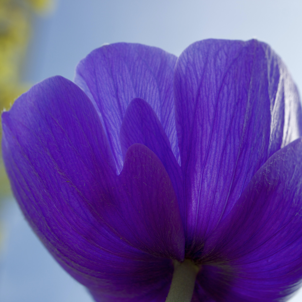 Anemone Saita sono2