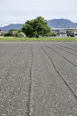 Taue Mae