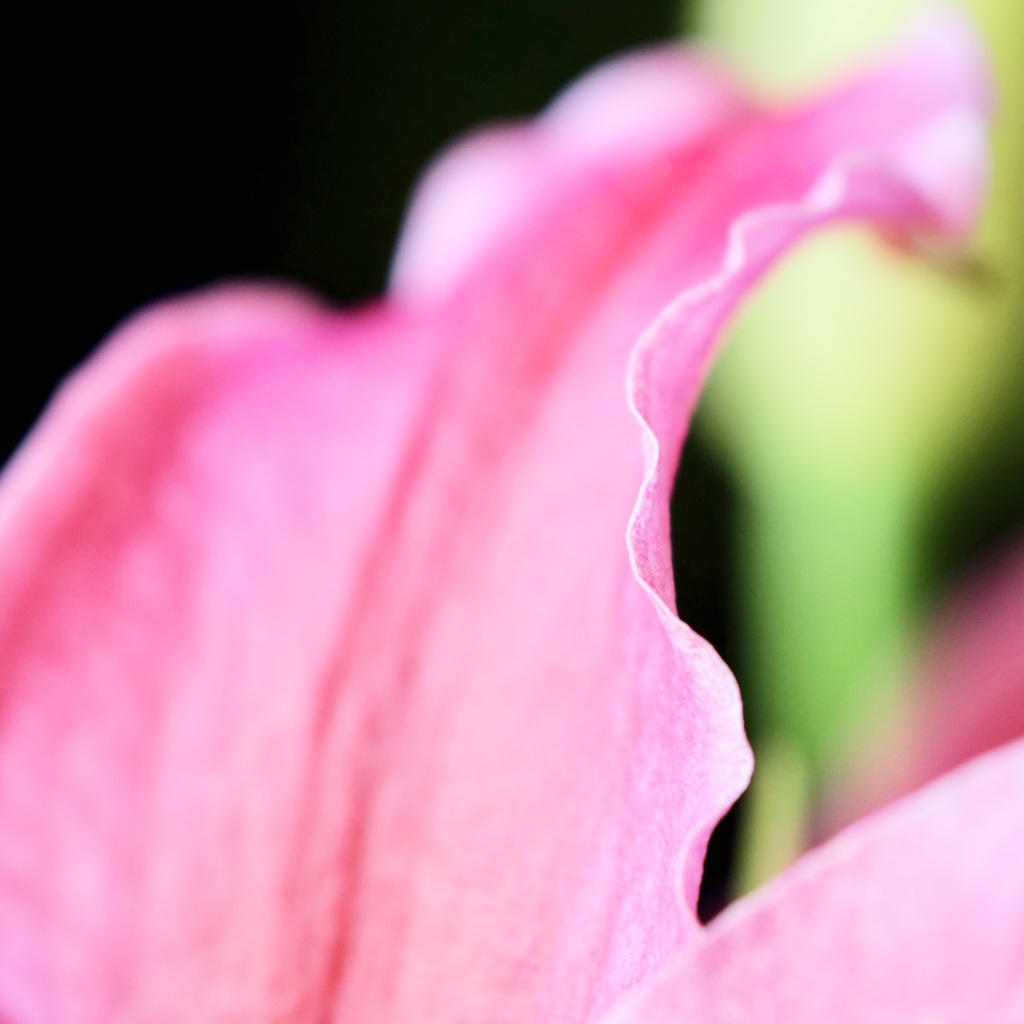 Pink sono2