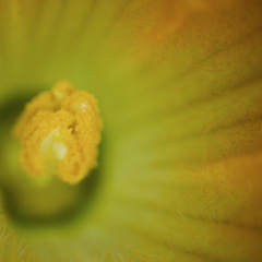 zukki-ni