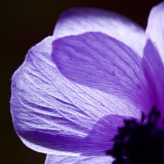 Anemone no Hanabira