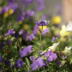 Nande Chisai Anemone ga