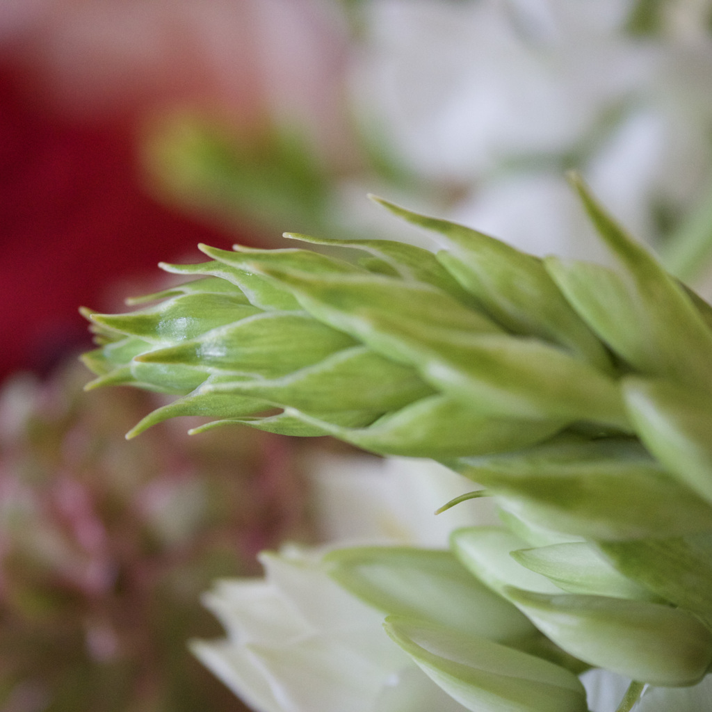 Hanaya de katta Hana sono3