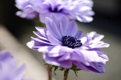 Anemone sono1