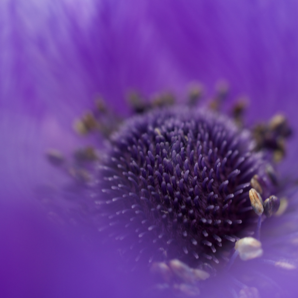 Anemone