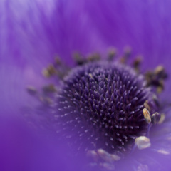 Anemone