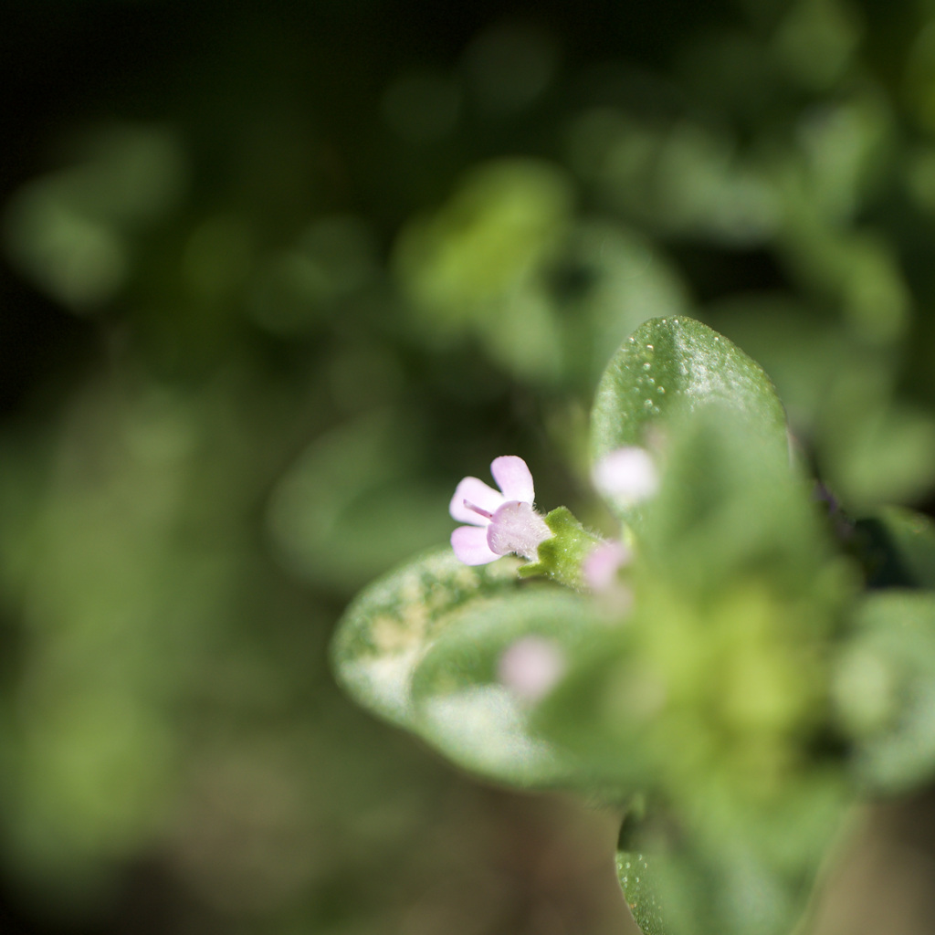 Taimu no Hana Saita sono 2