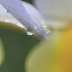 Ameagari no Iris sono3