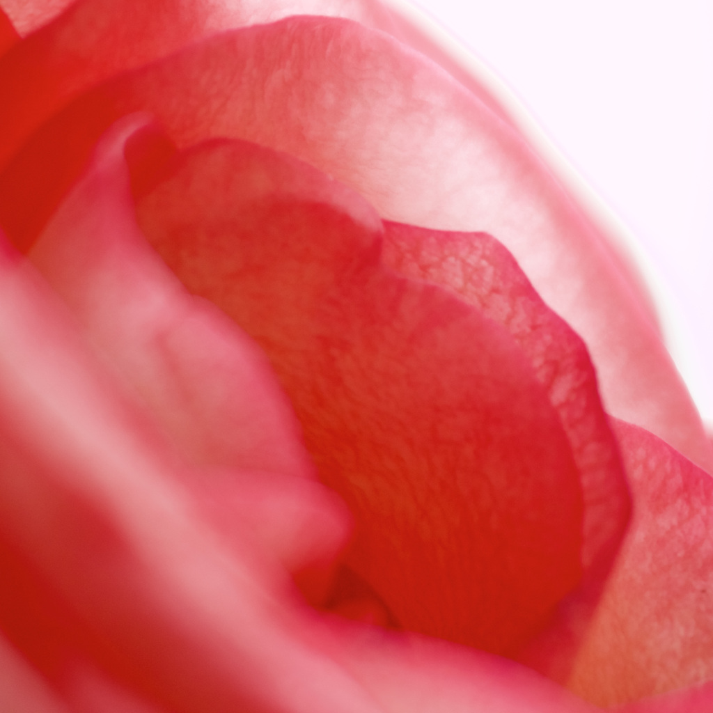 Rose sono2