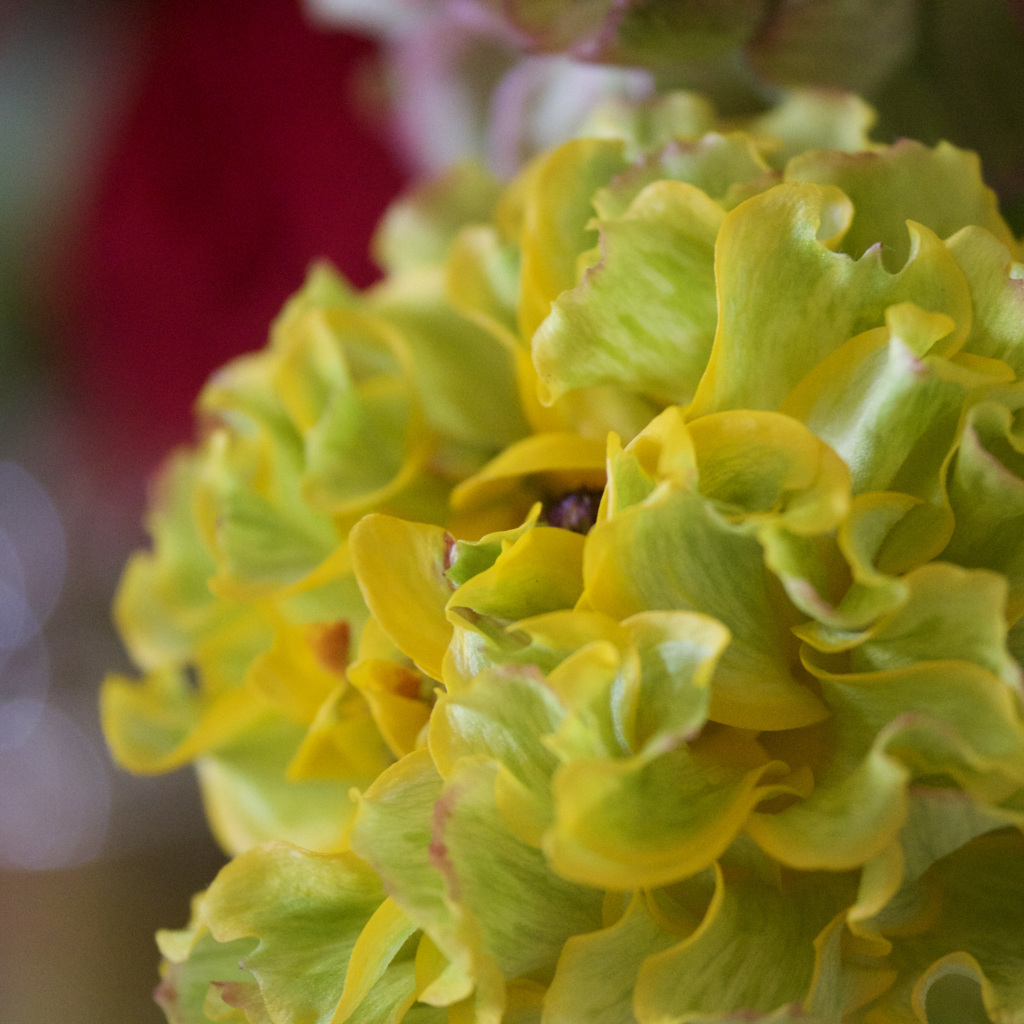 Hanaya de katta Hana sono2