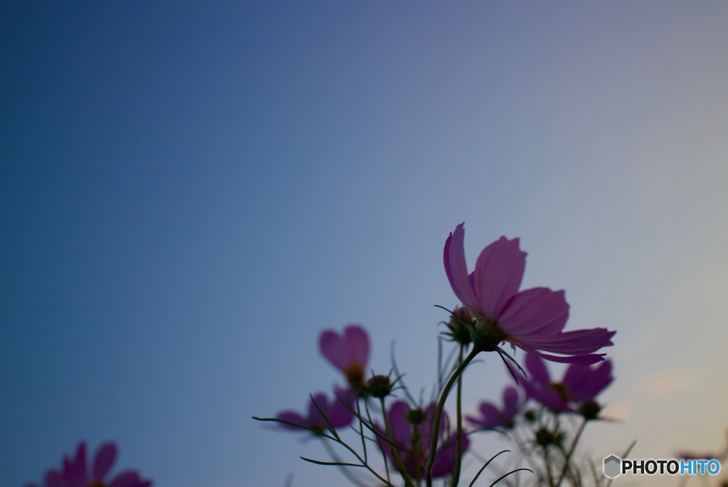 朝の秋桜１