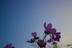 朝の秋桜１