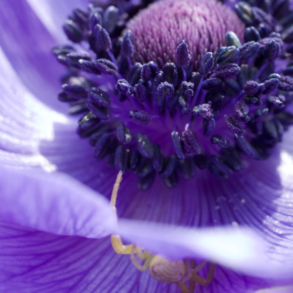 Anemone Saita to Kumo
